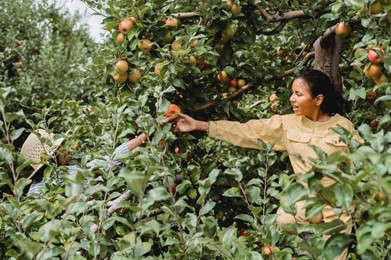 Harvesting apples